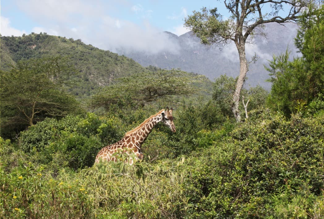 Arusha National Park