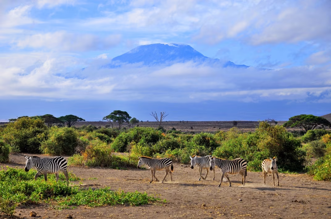 Roof of Africa & Wildlife