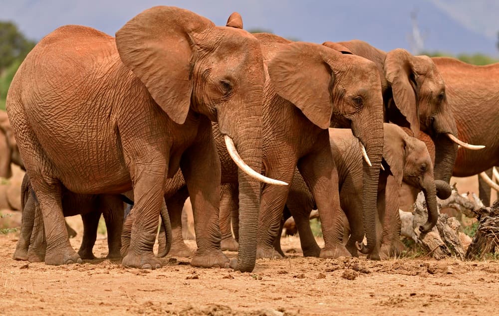 Tsavo East National Park